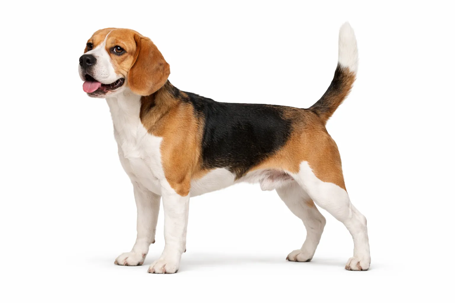 Beagle