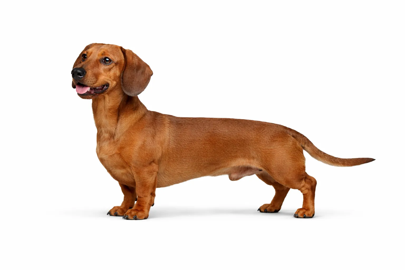 Dachshund