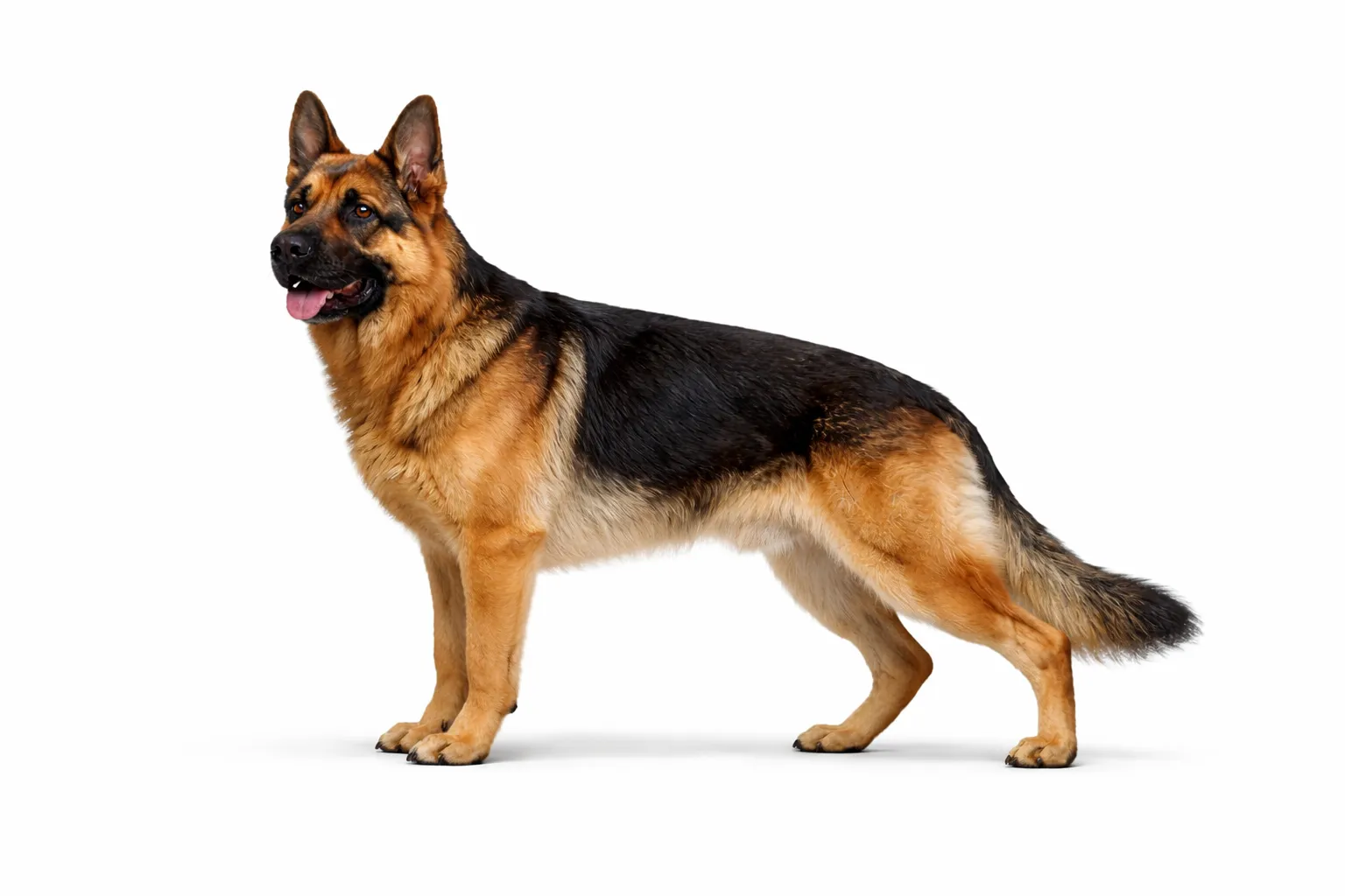 German Shepherd